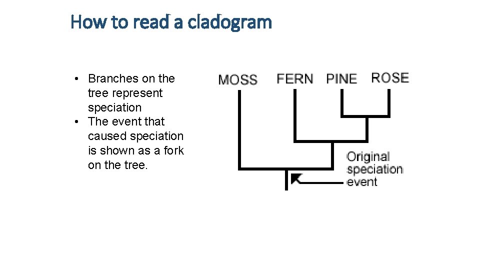 How to read a cladogram • Branches on the tree represent speciation • The