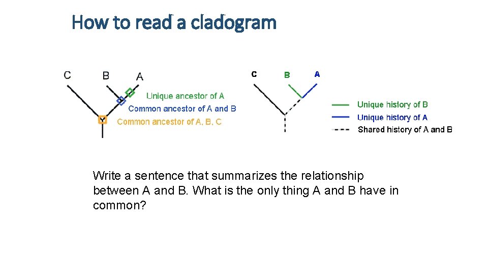 How to read a cladogram Write a sentence that summarizes the relationship between A