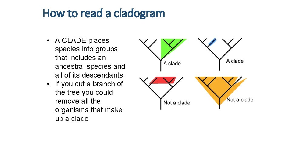 How to read a cladogram • A CLADE places species into groups that includes