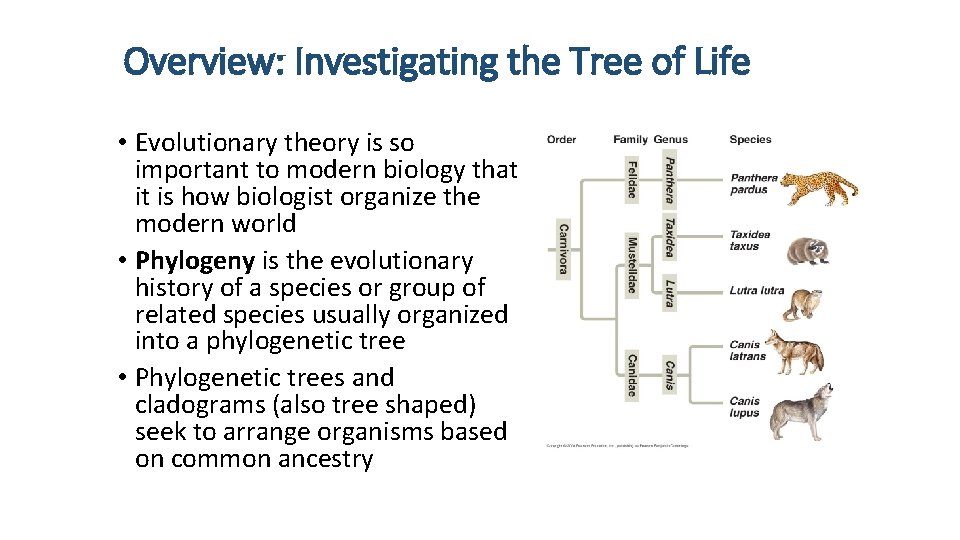 Overview: Investigating the Tree of Life • Evolutionary theory is so important to modern
