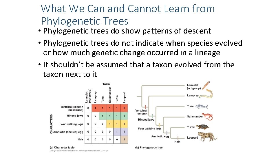 What We Can and Cannot Learn from Phylogenetic Trees • Phylogenetic trees do show