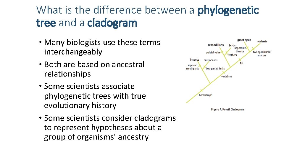 What is the difference between a phylogenetic tree and a cladogram • Many biologists