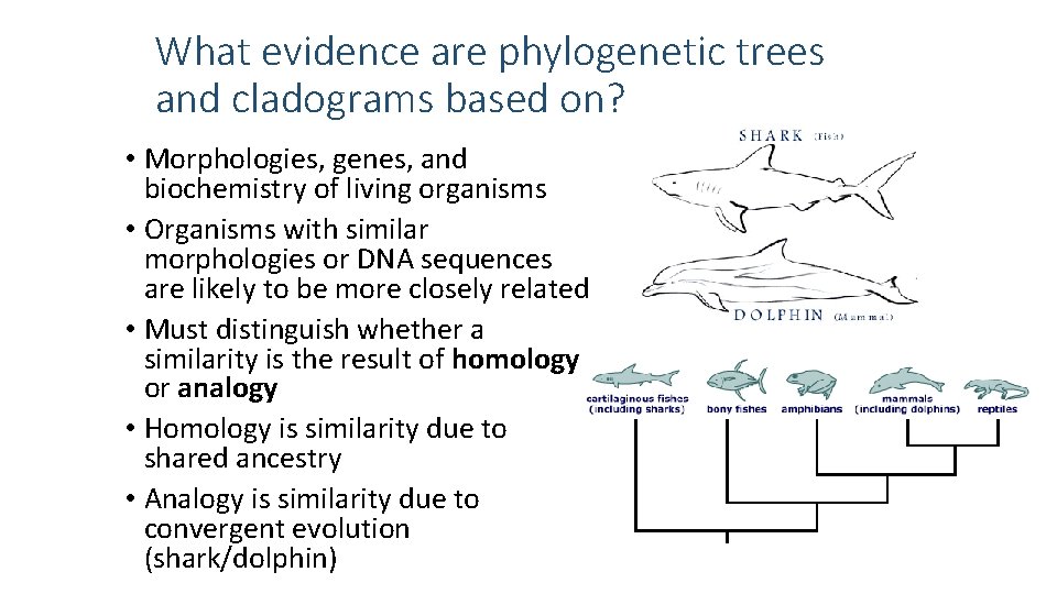 What evidence are phylogenetic trees and cladograms based on? • Morphologies, genes, and biochemistry