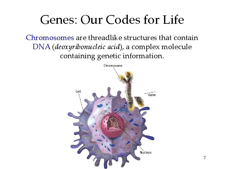 Genes: Our Codes for Life Chromosomes are threadlike structures that contain DNA (deoxyribonucleic acid),