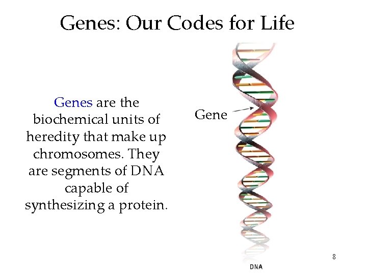 Genes: Our Codes for Life Genes are the biochemical units of heredity that make