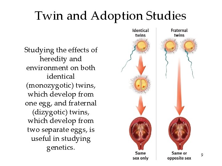 Twin and Adoption Studies Studying the effects of heredity and environment on both identical