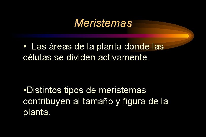 Meristemas • Las áreas de la planta donde las células se dividen activamente. •