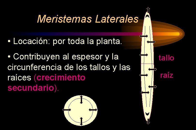 Meristemas Laterales • Locación: por toda la planta. • Contribuyen al espesor y la