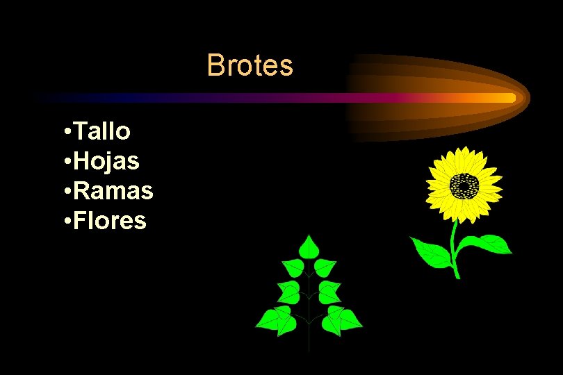 Brotes • Tallo • Hojas • Ramas • Flores 
