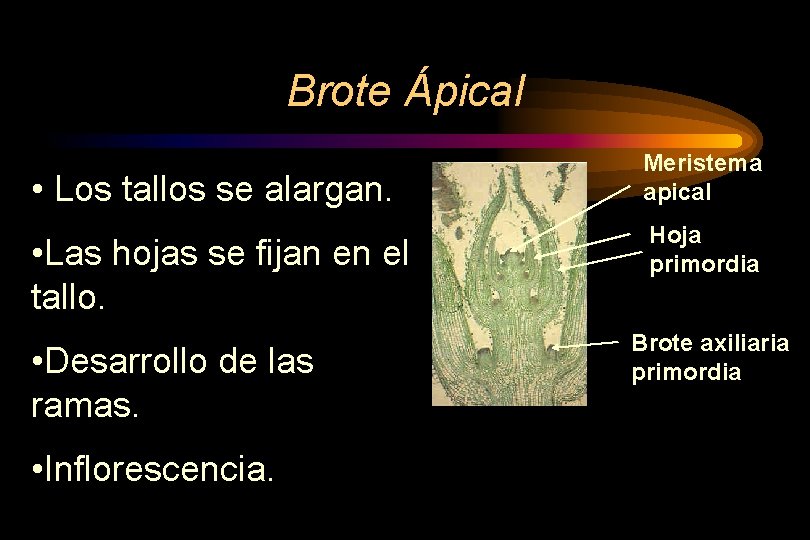 Brote Ápical • Los tallos se alargan. • Las hojas se fijan en el