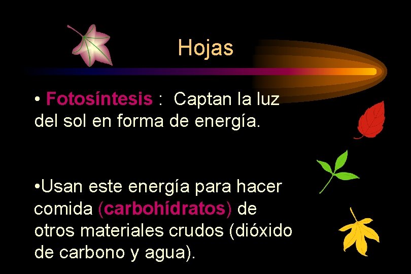 Hojas • Fotosíntesis : Captan la luz del sol en forma de energía. •