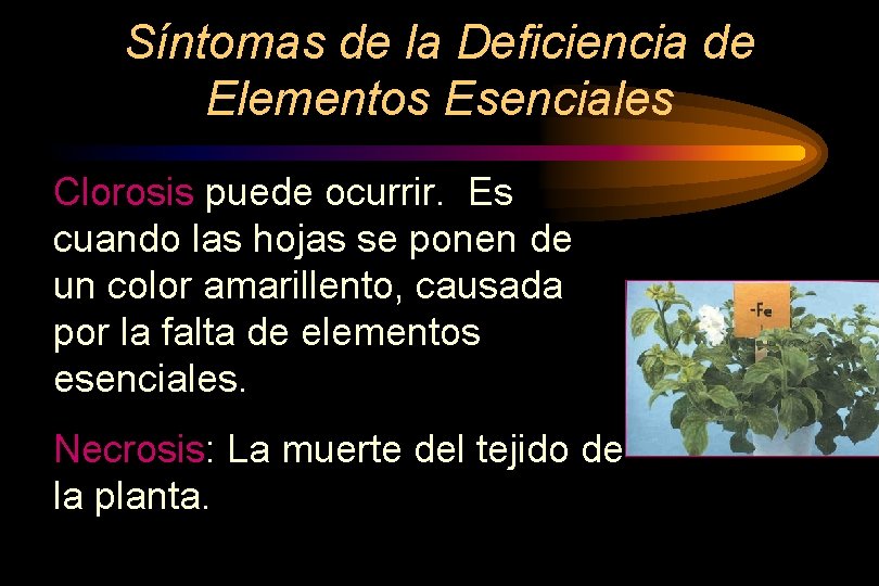 Síntomas de la Deficiencia de Elementos Esenciales Clorosis puede ocurrir. Es cuando las hojas