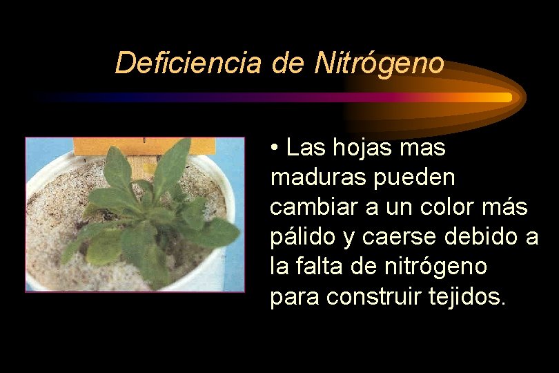 Deficiencia de Nitrógeno • Las hojas maduras pueden cambiar a un color más pálido