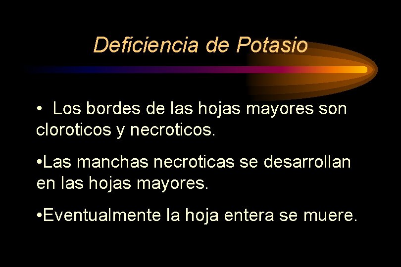 Deficiencia de Potasio • Los bordes de las hojas mayores son cloroticos y necroticos.