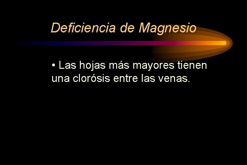 Deficiencia de Magnesio • Las hojas más mayores tienen una clorósis entre las venas.