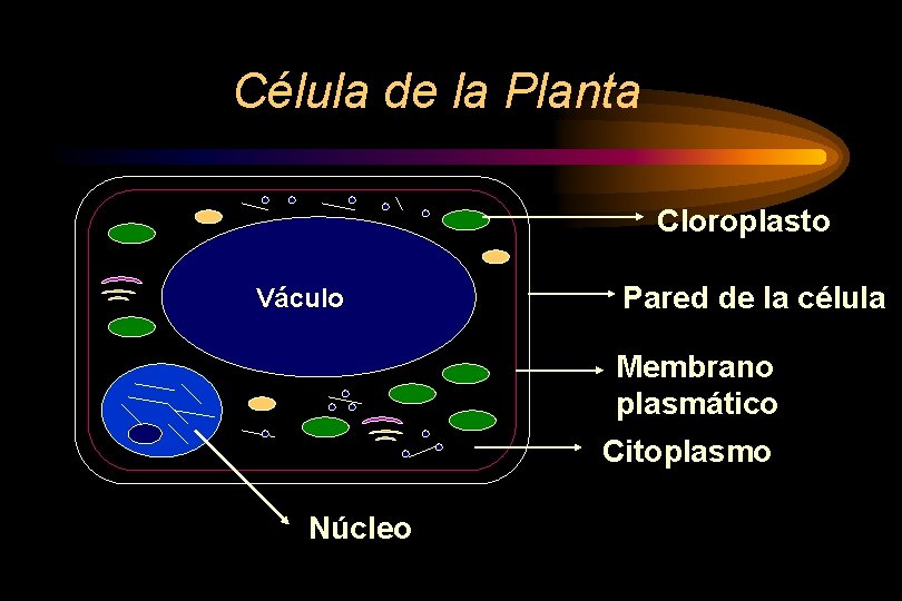 Célula de la Planta Cloroplasto Váculo Pared de la célula Membrano plasmático Citoplasmo Núcleo