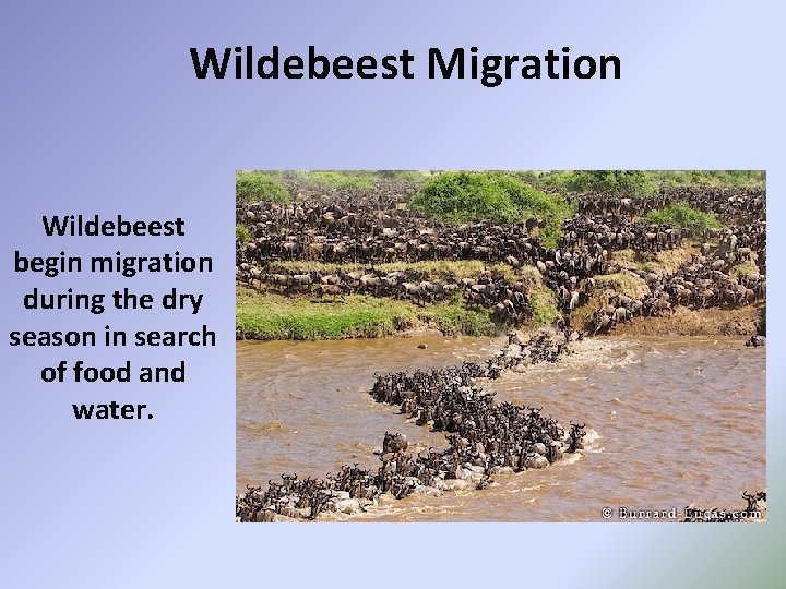 Wildebeest Migration Wildebeest begin migration during the dry season in search of food and
