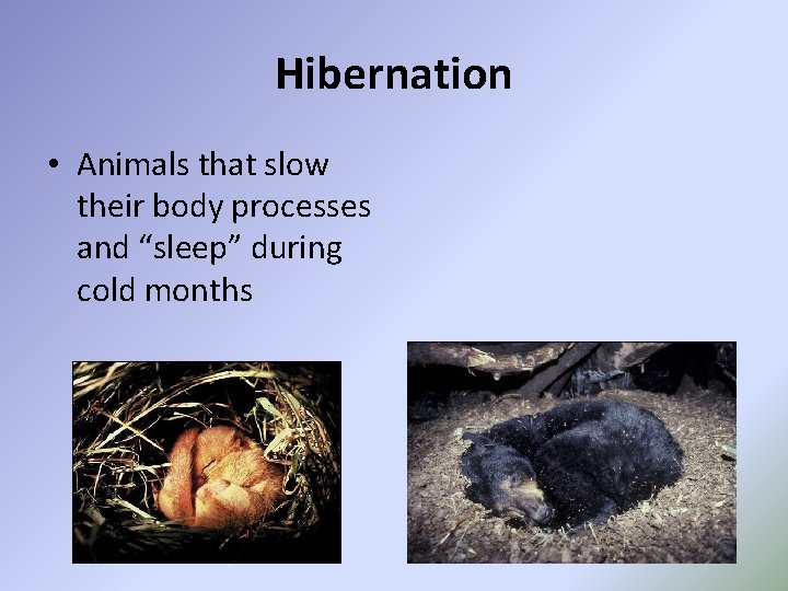 Hibernation • Animals that slow their body processes and “sleep” during cold months 