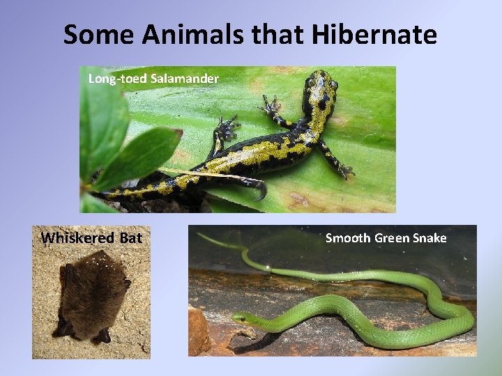 Some Animals that Hibernate Long-toed Salamander Whiskered Bat Smooth Green Snake 