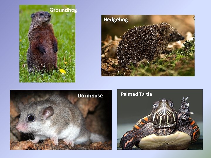 Groundhog Hedgehog Dormouse Painted Turtle 