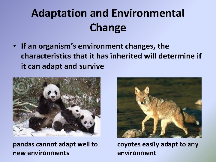 Adaptation and Environmental Change • If an organism’s environment changes, the characteristics that it