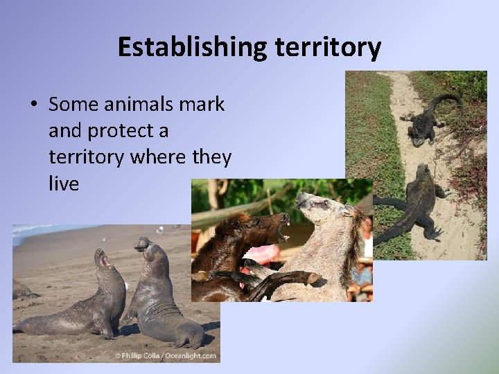 Establishing territory • Some animals mark and protect a territory where they live 
