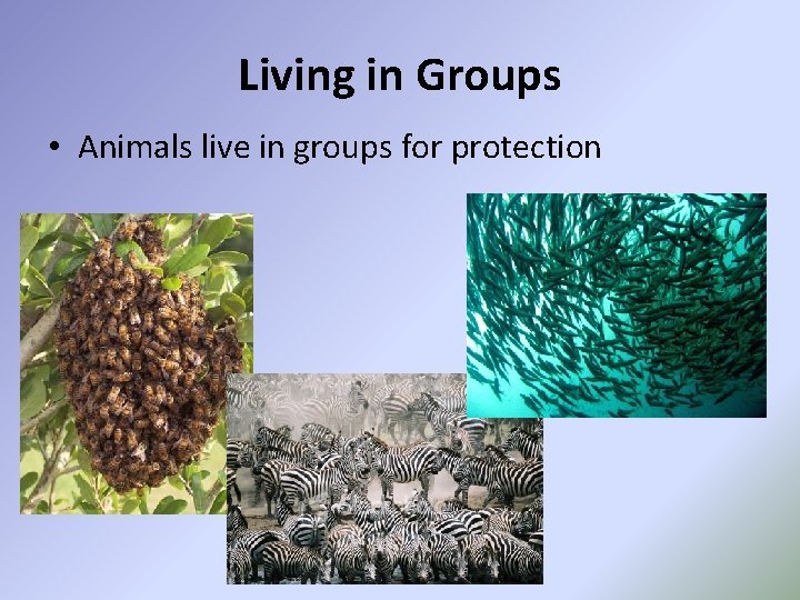 Living in Groups • Animals live in groups for protection 