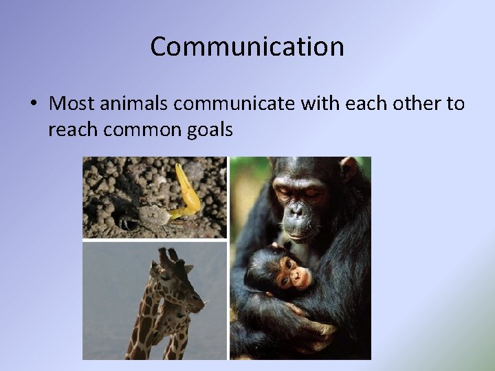 Communication • Most animals communicate with each other to reach common goals 