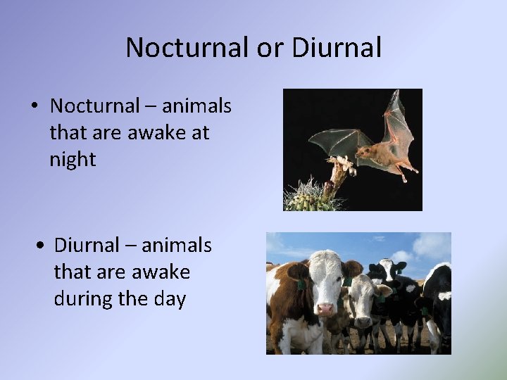 Nocturnal or Diurnal • Nocturnal – animals that are awake at night • Diurnal
