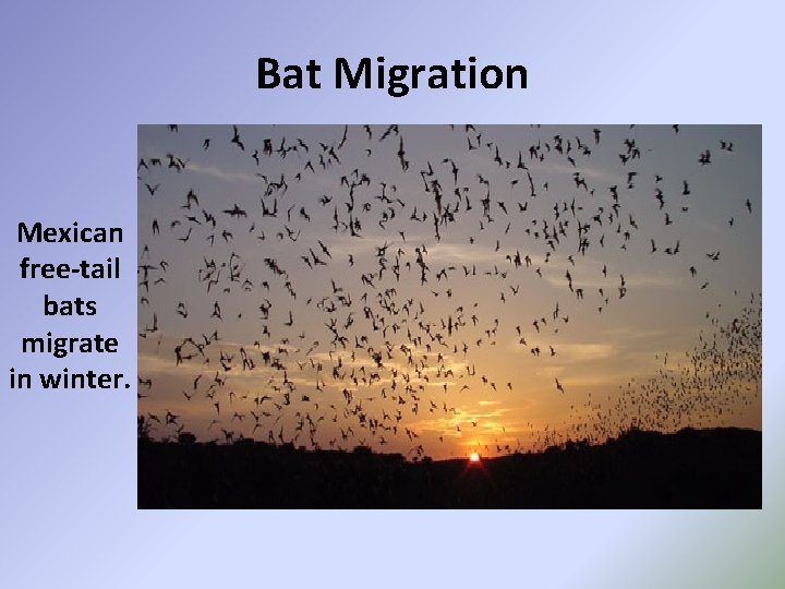 Bat Migration Mexican free-tail bats migrate in winter. 