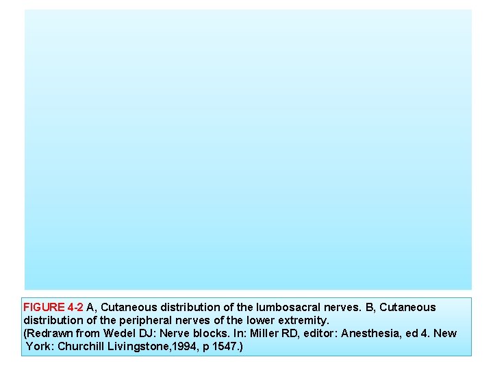 FIGURE 4 -2 A, Cutaneous distribution of the lumbosacral nerves. B, Cutaneous distribution of