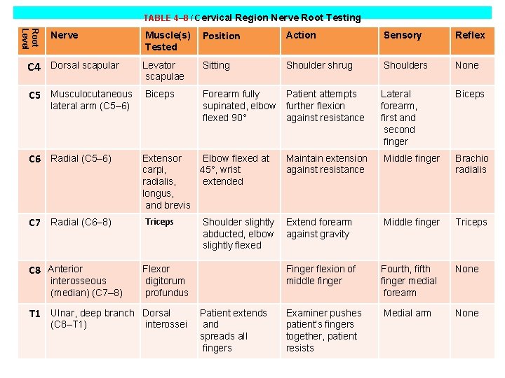TABLE 4– 8 / Cervical Region Nerve Root Testing Muscle(s) Tested Position Action Sensory