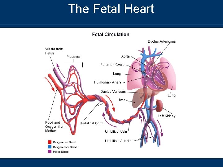 The Fetal Heart 