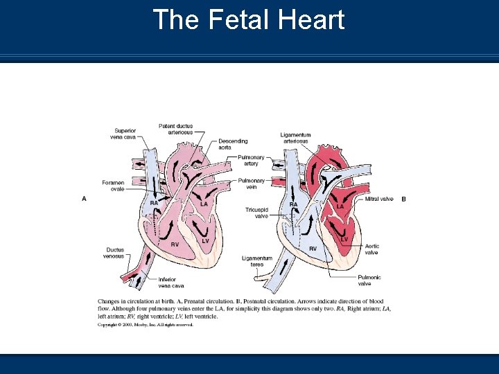 The Fetal Heart 