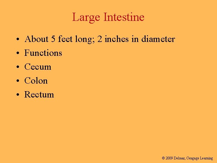 Large Intestine • • • About 5 feet long; 2 inches in diameter Functions