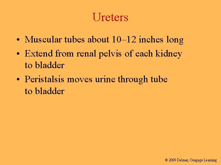 Ureters • Muscular tubes about 10– 12 inches long • Extend from renal pelvis