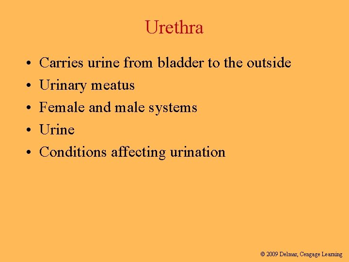 Urethra • • • Carries urine from bladder to the outside Urinary meatus Female