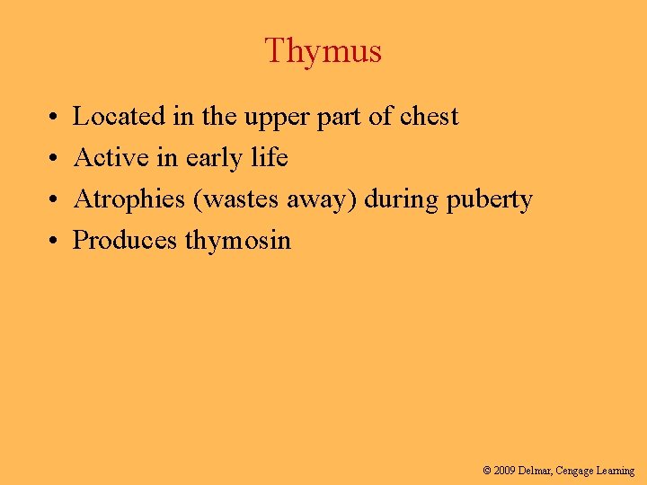 Thymus • • Located in the upper part of chest Active in early life