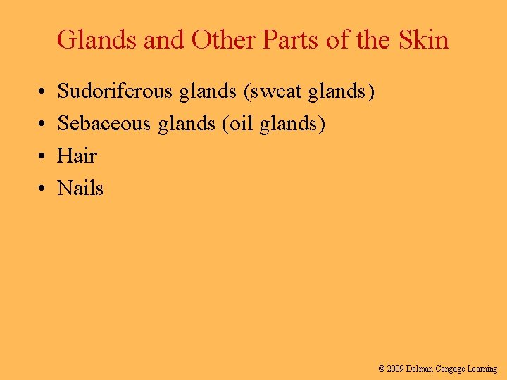 Glands and Other Parts of the Skin • • Sudoriferous glands (sweat glands) Sebaceous