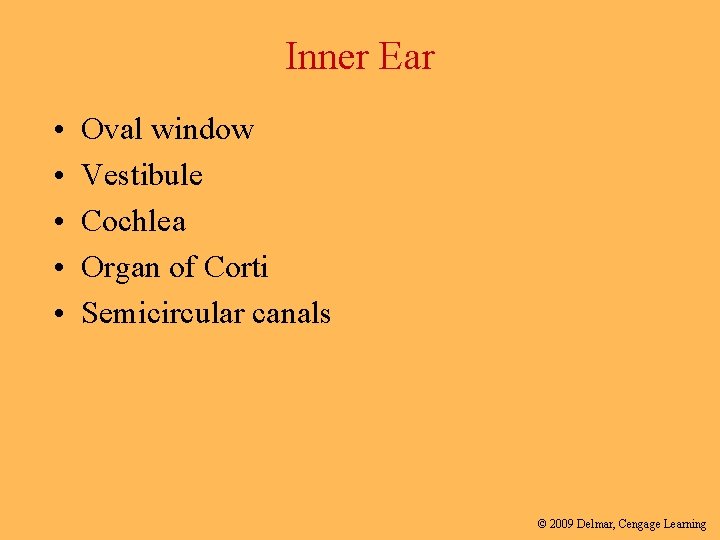 Inner Ear • • • Oval window Vestibule Cochlea Organ of Corti Semicircular canals