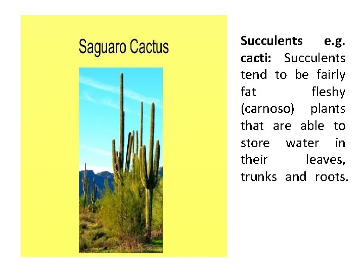 Succulents e. g. cacti: Succulents tend to be fairly fat fleshy (carnoso) plants that
