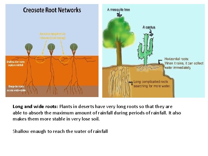 Long and wide roots: Plants in deserts have very long roots so that they