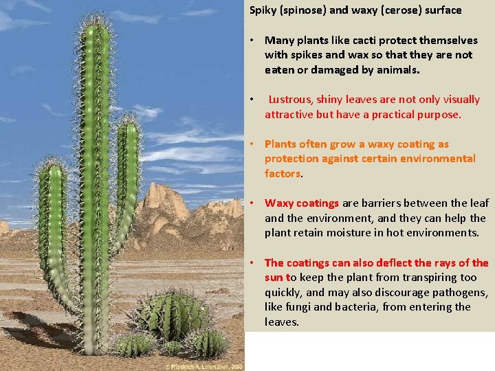 Spiky (spinose) and waxy (cerose) surface • Many plants like cacti protect themselves with