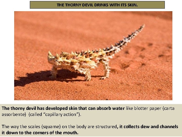 THE THORNY DEVIL DRINKS WITH ITS SKIN. The thorny devil has developed skin that