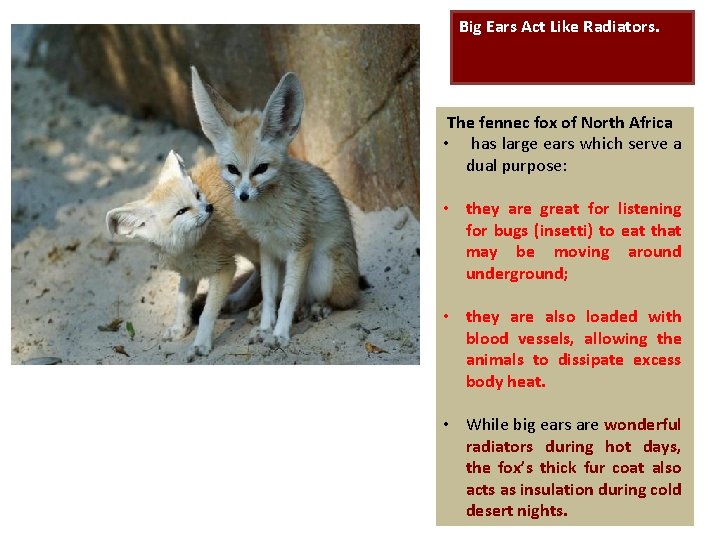 Big Ears Act Like Radiators. The fennec fox of North Africa • has large