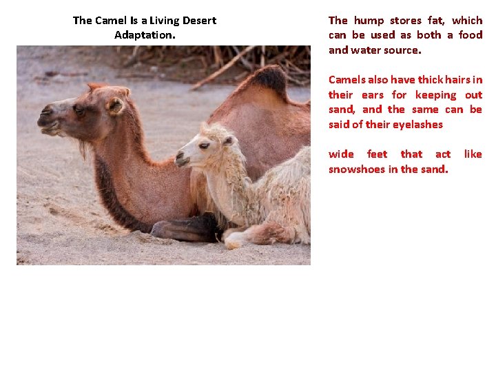 The Camel Is a Living Desert Adaptation. The hump stores fat, which can be