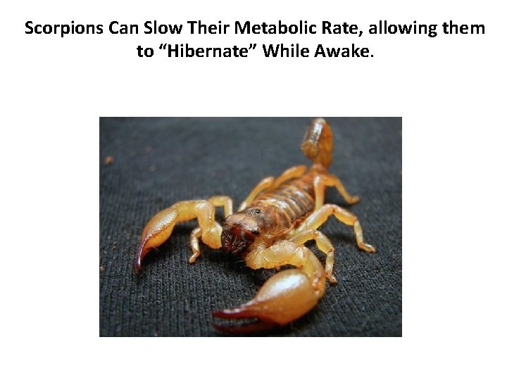 Scorpions Can Slow Their Metabolic Rate, allowing them to “Hibernate” While Awake. 