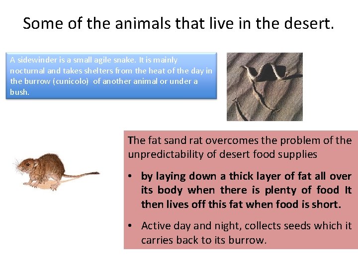 Some of the animals that live in the desert. A sidewinder is a small