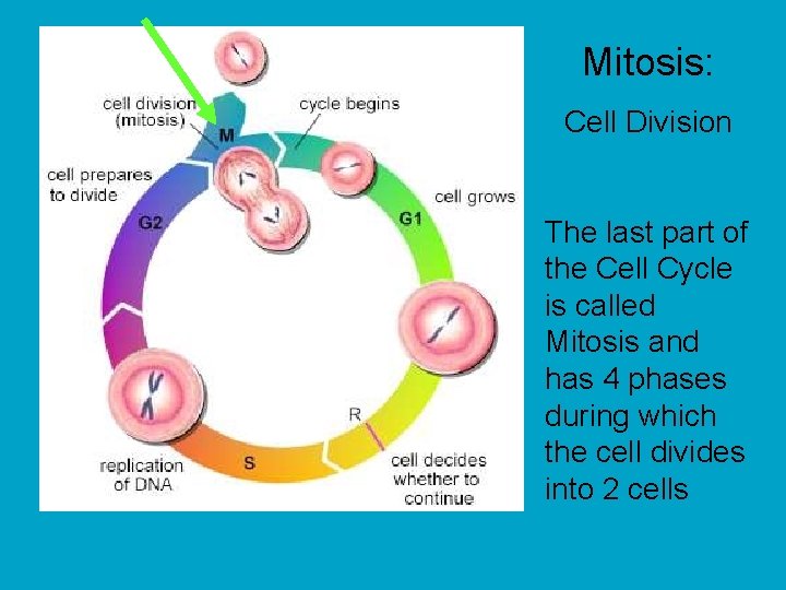 Mitosis: Cell Division The last part of the Cell Cycle is called Mitosis and