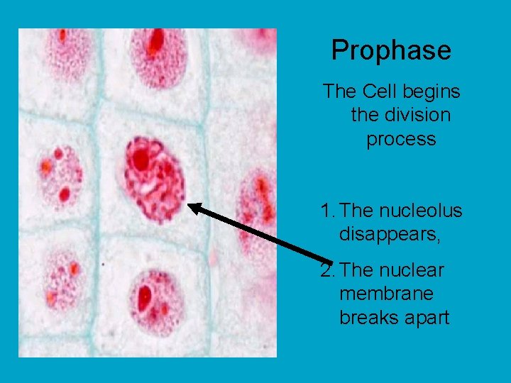 Prophase The Cell begins the division process 1. The nucleolus disappears, 2. The nuclear